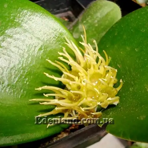 Изображение цветы с нектаром