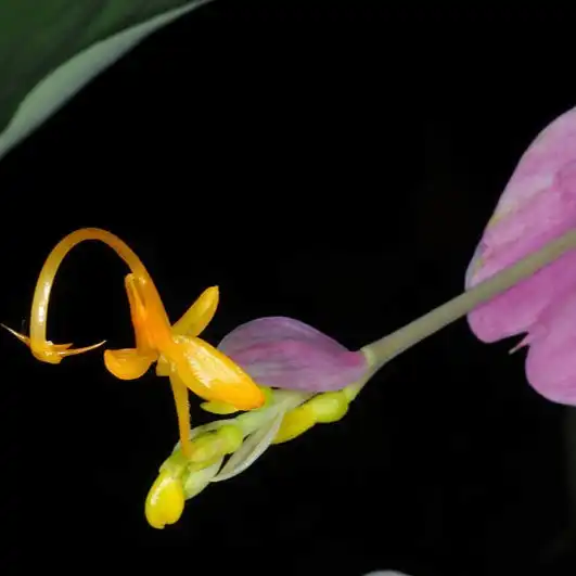 Зображення квітка