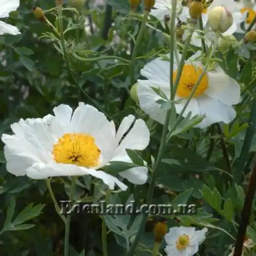 Изображение Ромнея Культера - Romneya coulteri