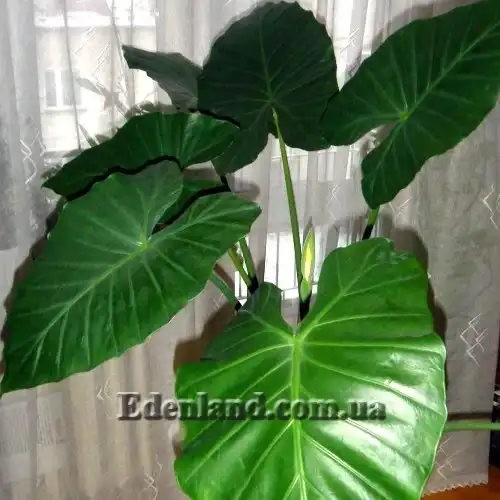 Изображение Алоказия пахучая - Alocasia odora