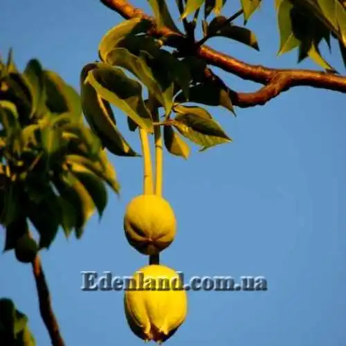 Зображення бутоны