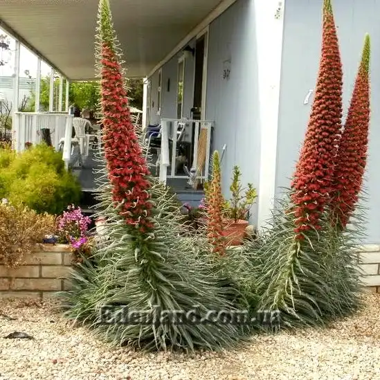 Изображение цветущие растения в саду