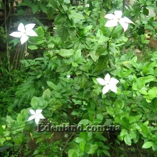 Изображение цветущий куст