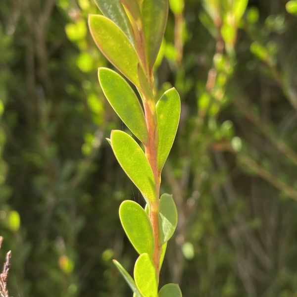 Зображення Мелалеука острівна - Melaleuca nesophila