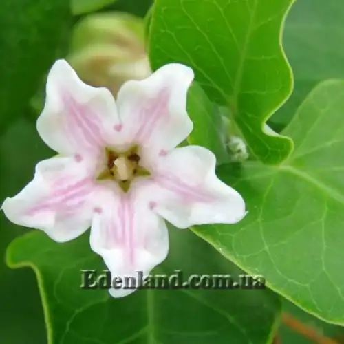 Изображение Арауджия вишнеплодная - Araujia sericifera