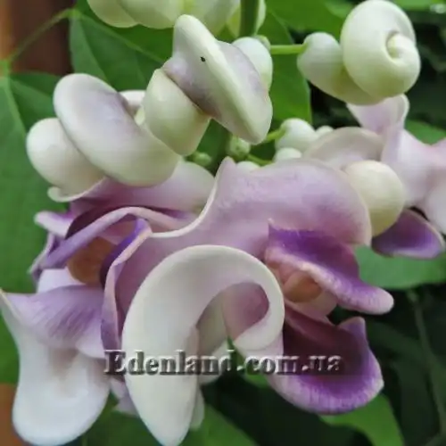 Изображение Вигна каракалла  - Vigna caracalla