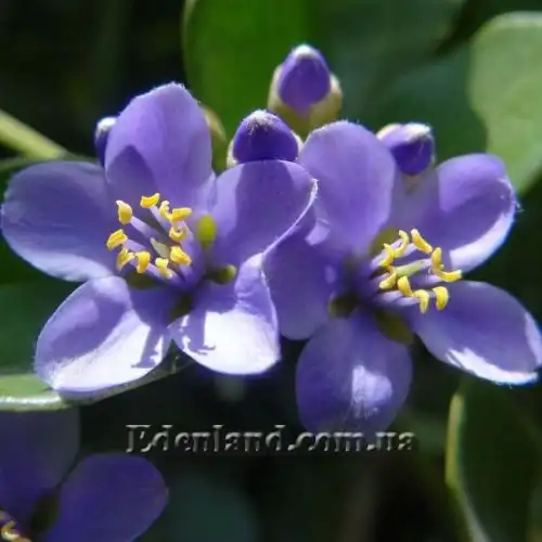 Изображение Гваякум лекарственный - Guaiacum officinale