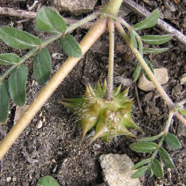 Изображение Трибулус или Якорцы стелющиеся  - Tribulus terrestris