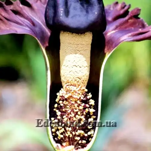 Изображение цветок в разрезе