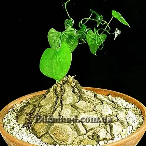 Изображение Диоскорея слоновая - Dioscorea elephantipes