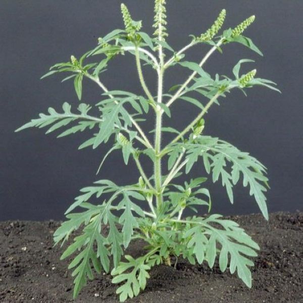 Адвентивные виды