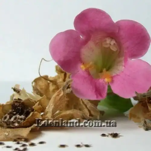 Изображение Лофоспермум стыдливый  - Lophospermum erubescens