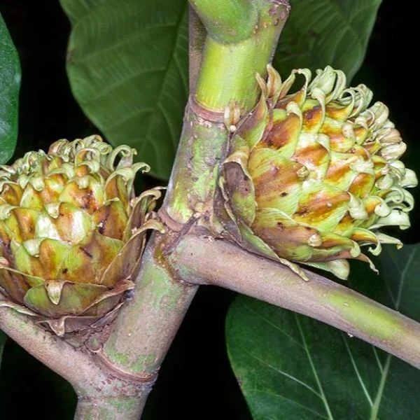 Изображение Фикус Бруса - Ficus brusii 