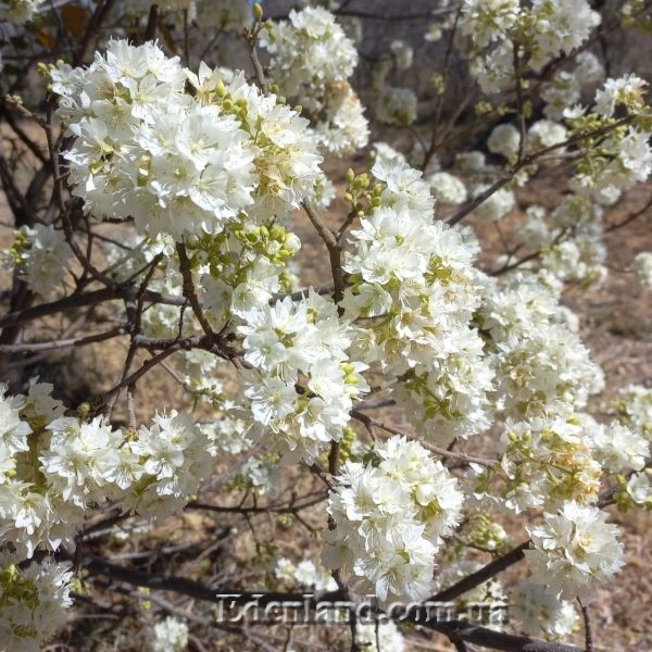 Изображение Домбея цимоза   - Dombeya cymosa