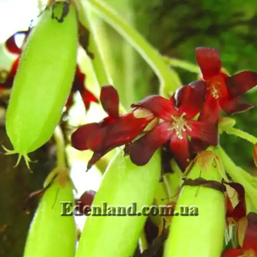 Зображення Аверроа білімбі - Averrhoa bilimbi