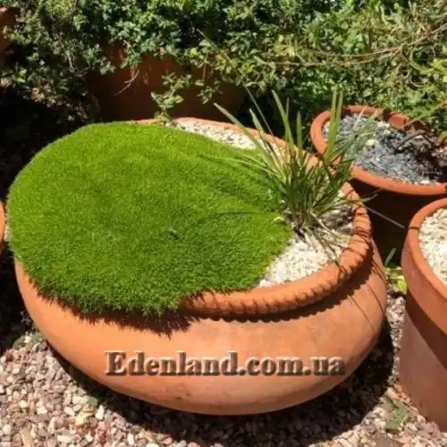 Зображення Склерантус двоквітковий - Scleranthus biflorus