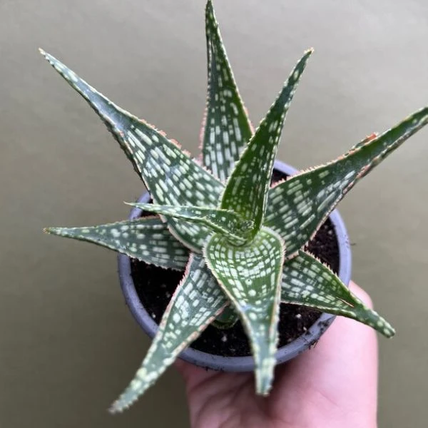 Изображение Алоэ Рауха  - Aloe rauhii