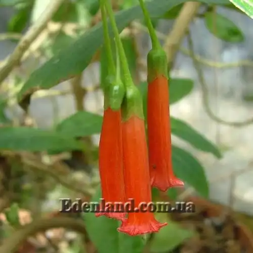 Изображение Иохрома фуксиевидная - Iochroma fuchsioides 