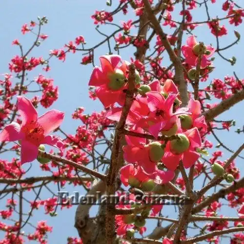 Зображення цвітіння