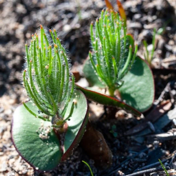 Изображение молодые сеянцы