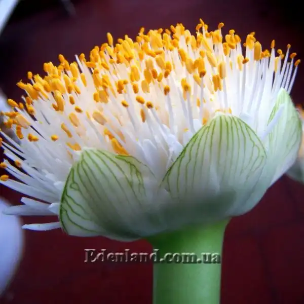 Изображение соцветие