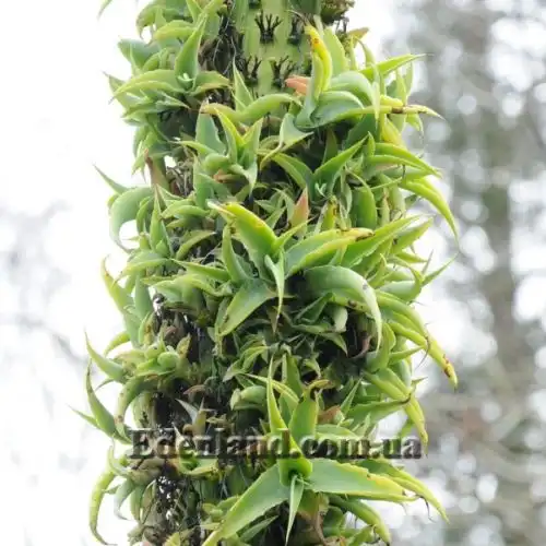 Изображение Агава Вильморена - Agave vilmoriniana