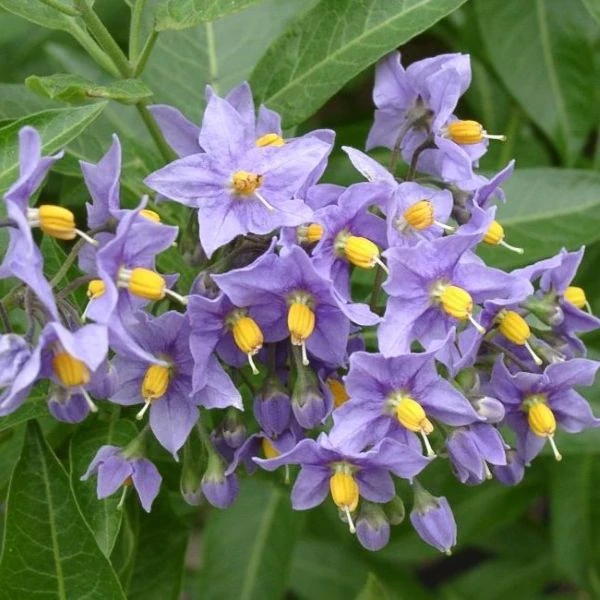Зображення Пасльон кучерявий - Solanum crispum