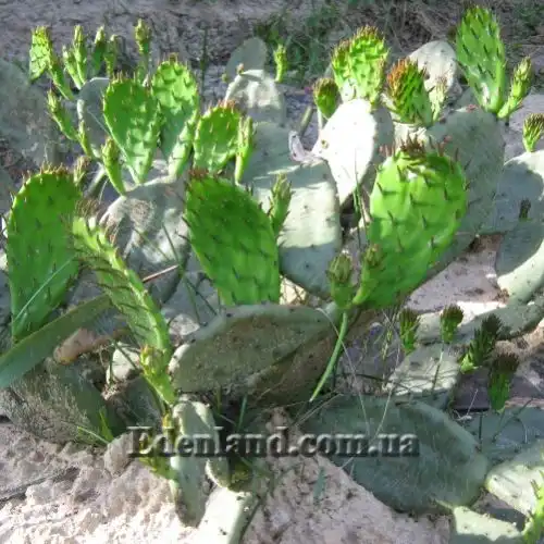 Зображення Опунція стисла - Оpuntia compressa