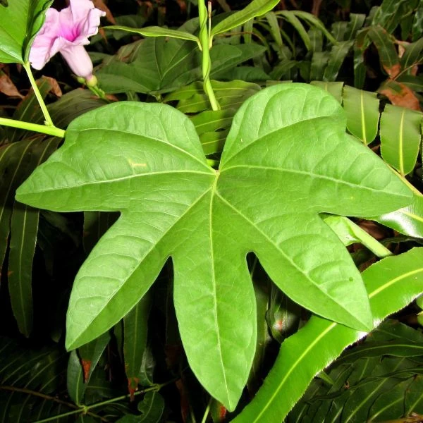 Зображення Іпомея маврикійська - Ipomoea mauritiana 