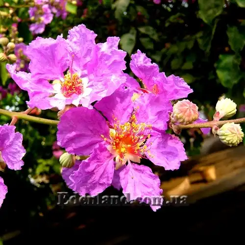 Изображение цветок