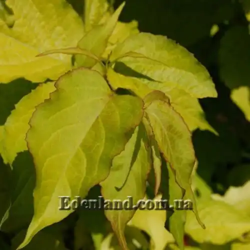 Изображение Лейцестерия красивая - Leycesteria formosa