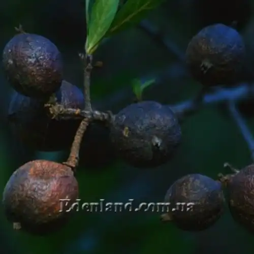 Изображение Ротмания шаровидная - Rothmannia globosa