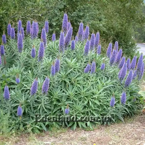 Эхиум белеющий - Echium candicans