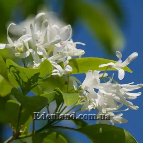 Изображение Хионантус притупленный  - Chionanthus retusus 