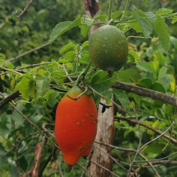 Изображение зеленый и спелый плод