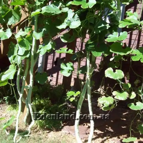 Изображение Трихозант, змеевидный огурец - Trichosanthes cucumerina