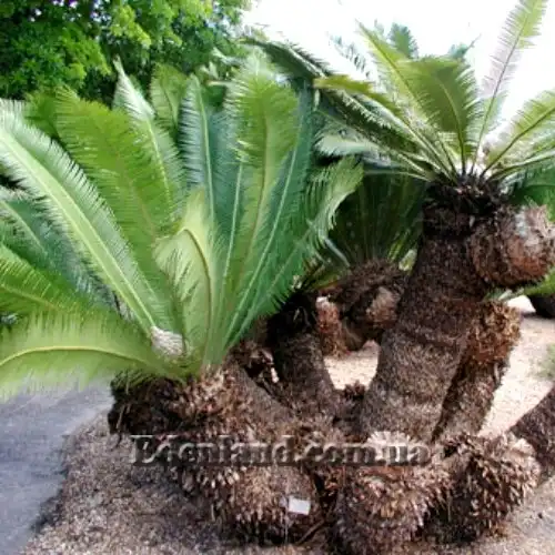 Изображение Диоон съедобный - Dioon edule