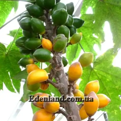 Карика однодомна - Carica monoica
