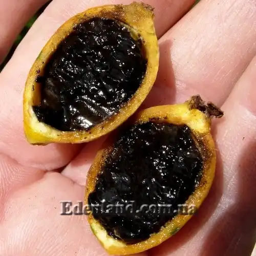 Изображение плод в разрезе