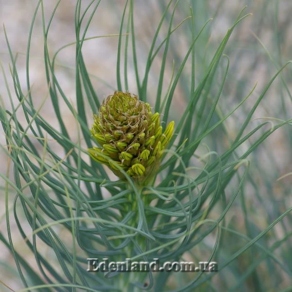 Изображение начало цветения