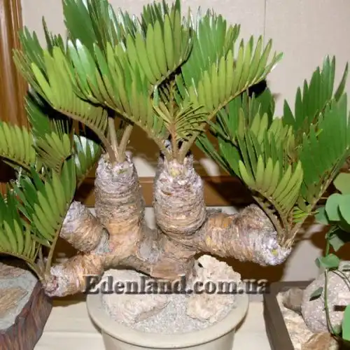 Изображение Замия шершавая - Zamia furfuracea 