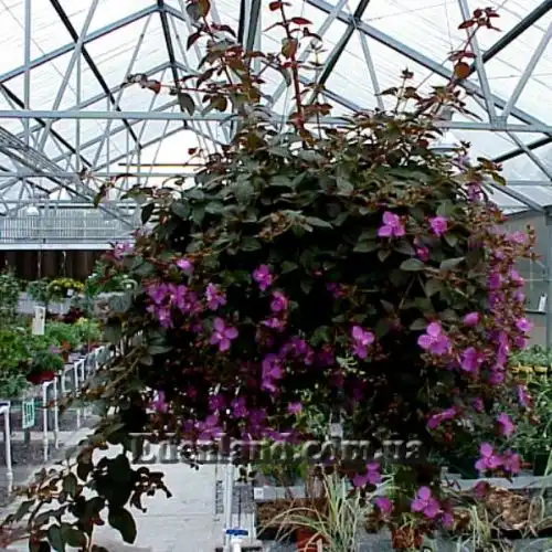 Изображение Центрадения крупнолистная - Centradenia grandifolia