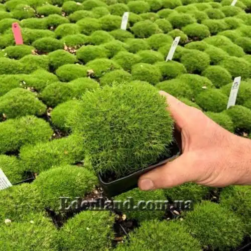 Изображение Склерантус двуцветковый - Scleranthus biflorus