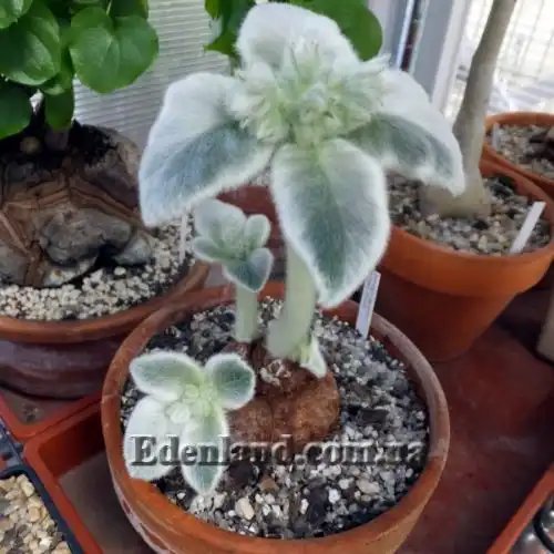 Зображення Синінгія Біловолоса - Sinningia leucotricha