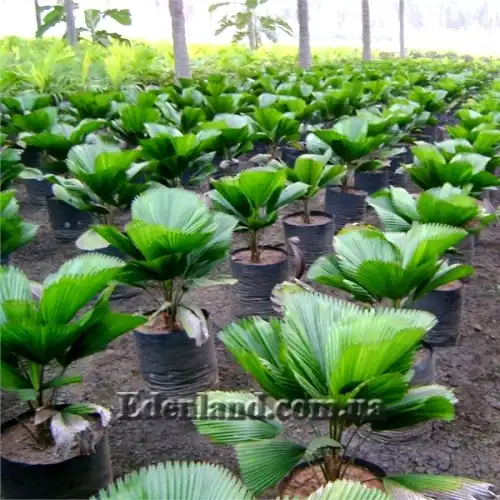 Изображение молодые растения