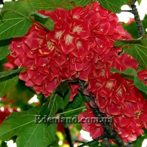 Зображення Домбея верхівкова - Dombeya cacuminum