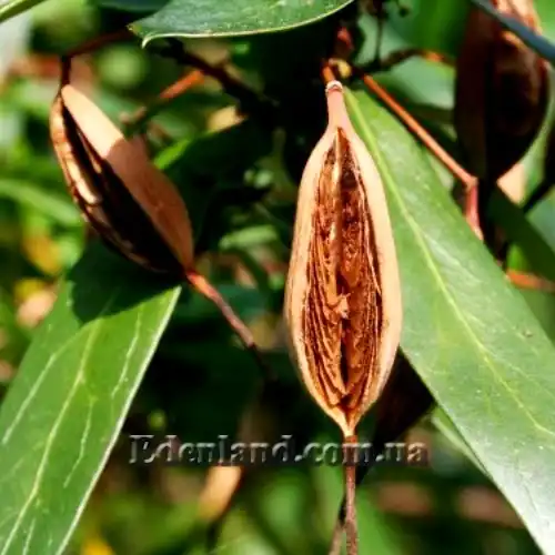 Изображение созревшие семена