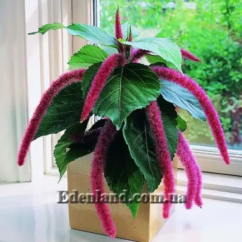 Зображення Акаліфа щетиниста - Acalypha hispida