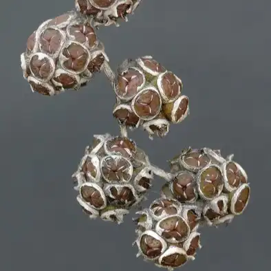 Изображение плоды