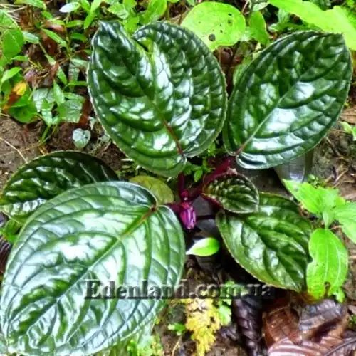 Изображение Дримония турриалве - Drymonia turrialvae